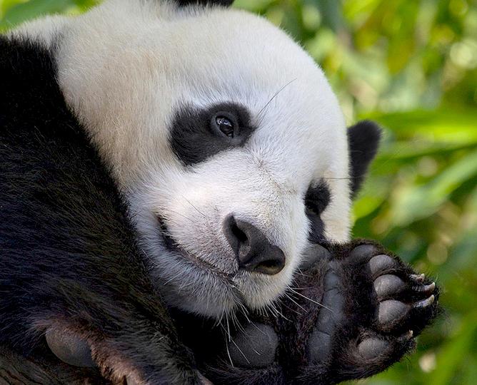 A panda bear peacefully passes the time at home.