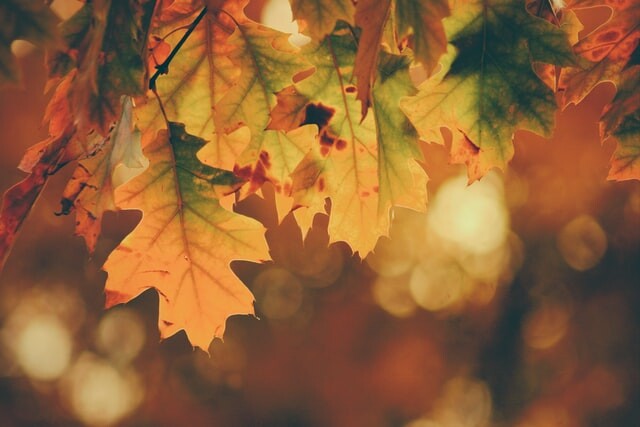 timothy-eberly-Fall_Leaves