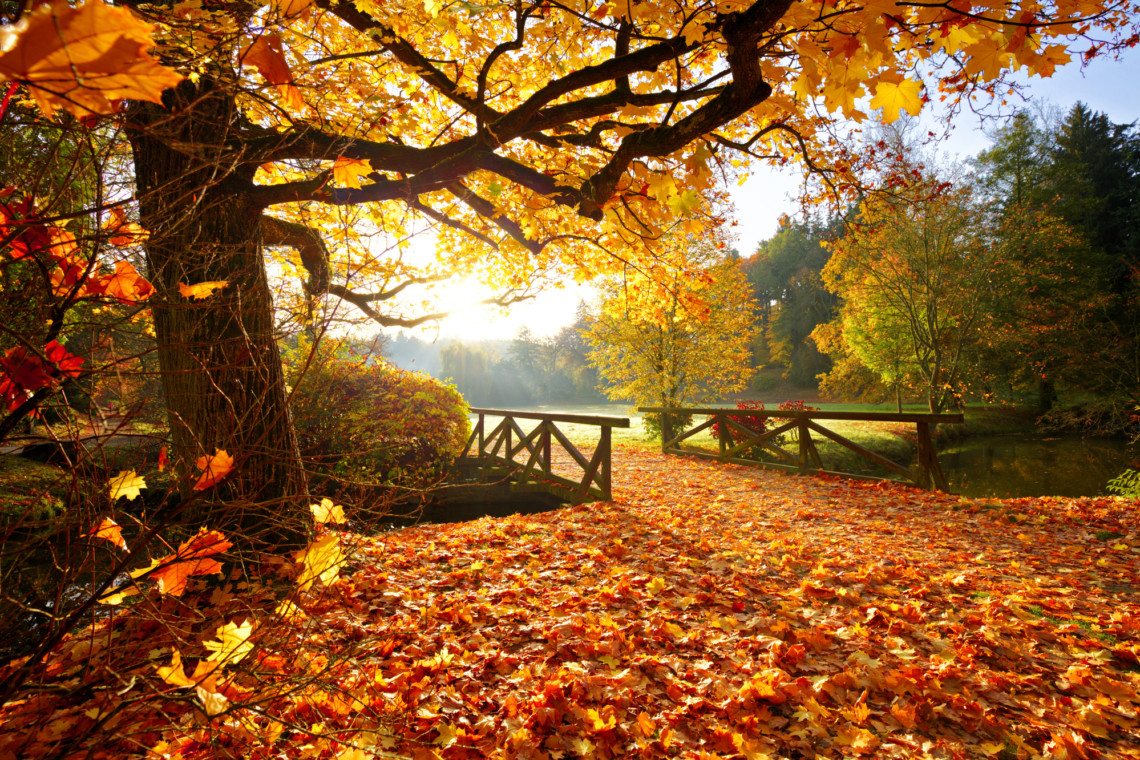 A wooden bridge offering Fall Fun in a park.