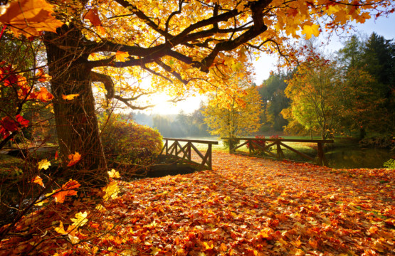 A wooden bridge offering Fall Fun in a park.