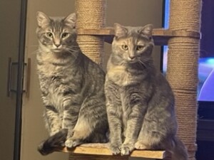 Two cats on a scratching post in front of a tv in the Resident Spotlight on Jane C on the 5th floor.