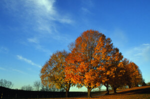 A cluster of trees on a grassy field at Towson Events in Fall 2023.